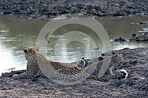 Female leopard with her young cub at a waterhole in Sabi Sands Game Reserve, Kruger, Mpumalanga, South Africa.