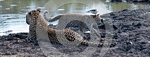 Female leopard with her young cub at a waterhole in Sabi Sands Game Reserve, Kruger, Mpumalanga, South Africa.