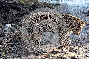 Female leopard with her young cub at a waterhole in Sabi Sands Game Reserve, Kruger, Mpumalanga, South Africa.