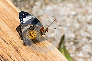 Female leopard lacewing butterfly