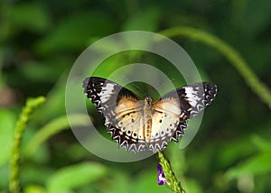 Female leopard lacewing butterfly on green leaves