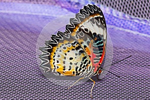 Female of Leopard lacewing butterfly