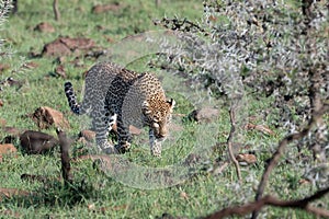 Female Leopard on the prowl amongst the thorn bushes