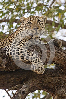 Female leopard resting in tree