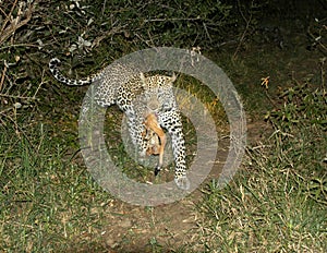 Female leopard runs with her kill