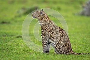 Female leopard sits on grass looking up