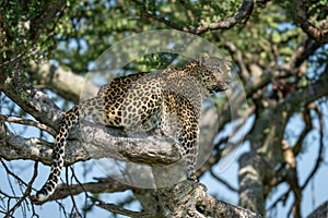 Female leopard sits in tree looking out photo