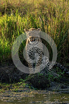 Female leopard sits by waterhole eyeing camera