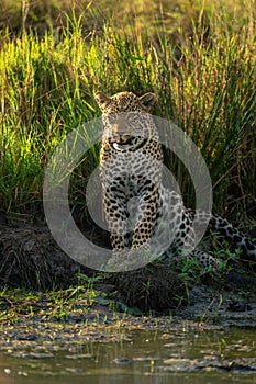 Female leopard sits by waterhole in grass