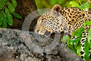 Female leopard sitting on a tree relaxing in Botswana in Chobe in Africa