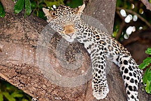 Female leopard sitting on a tree relaxing in Botswana in Chobe in Africa