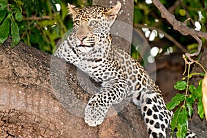 Female leopard sitting on a tree relaxing in Botswana in Chobe in Africa