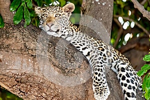 Female leopard sitting on a tree relaxing in Botswana in Chobe in Africa