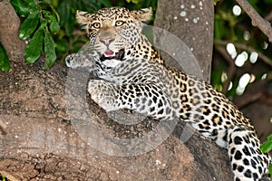 Female leopard sitting on a tree relaxing in Botswana in Chobe in Africa