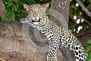 Female leopard sitting on a tree relaxing in Botswana in Chobe in Africa