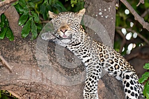 Female leopard sitting on a tree relaxing in Botswana in Chobe in Africa