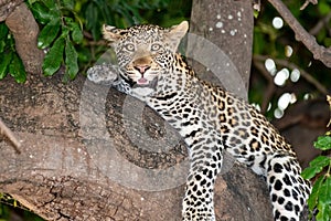 Female leopard sitting on a tree relaxing in Botswana in Chobe in Africa