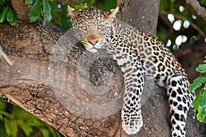 Female leopard sitting on a tree relaxing in Botswana in Chobe in Africa