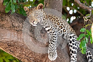 Female leopard sitting on a tree relaxing in Botswana in Chobe in Africa