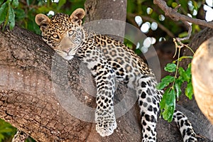 Female leopard sitting on a tree relaxing in Botswana in Chobe in Africa