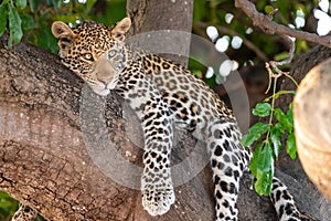 Female leopard sitting on a tree relaxing in Botswana in Chobe in Africa