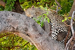 Female leopard sitting on a tree relaxing in Botswana in Chobe in Africa