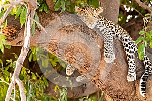 Female leopard sitting on a tree relaxing in Botswana in Chobe in Africa