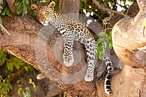 Female leopard sitting on a tree relaxing in Botswana in Chobe in Africa