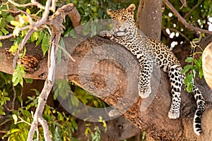 Female leopard sitting on a tree relaxing in Botswana in Chobe in Africa