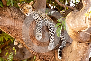 Female leopard sitting on a tree relaxing in Botswana in Chobe in Africa