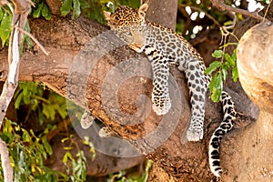 Female leopard sitting on a tree relaxing in Botswana in Chobe in Africa