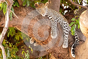 Female leopard sitting on a tree relaxing in Botswana in Chobe in Africa