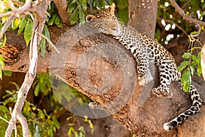 Female leopard sitting on a tree relaxing in Botswana in Chobe in Africa