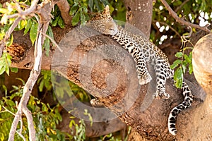 Female leopard sitting on a tree relaxing in Botswana in Chobe in Africa