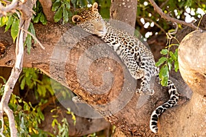 Female leopard sitting on a tree relaxing in Botswana in Chobe in Africa