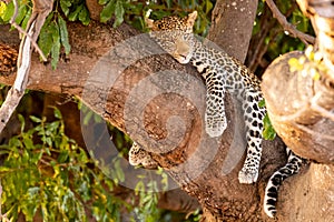 Female leopard sitting on a tree relaxing in Botswana in Chobe in Africa