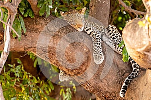 Female leopard sitting on a tree relaxing in Botswana in Chobe in Africa