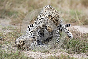 Female leopard slaps male while mating on grass in nature