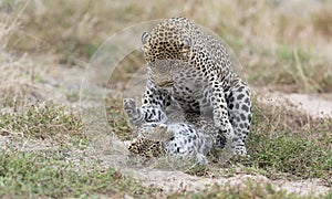 Female leopard slaps male while mating on grass in nature