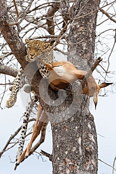 A female leopard sleeping next to her impala kill in tree