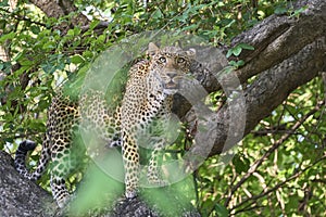 Female Leopard in South Luangwa National Park, Zambia