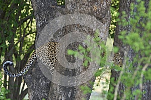 Female Leopard in South Luangwa National Park, Zambia