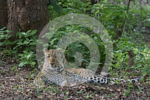 Female Leopard in South Luangwa National Park, Zambia