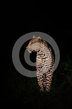 A female leopard standing still looking to her side in the pitch black of the night.