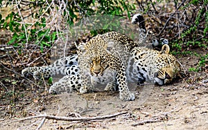 Female leopard temptress with an unwilling suitor