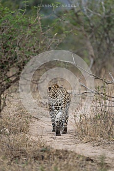 A female leopard walking away on an animal path in Kruger National Park.