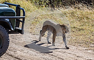 Female leopard walking in front of bumper and tire of safari vechicle