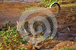 Female leopard walking on red soil in Samburu Reserve in Kenya