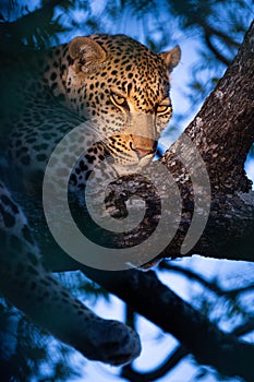 Female leopards resting in tree with dusky background