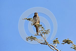 Female lesser kestrel Falco naumanni on a tree